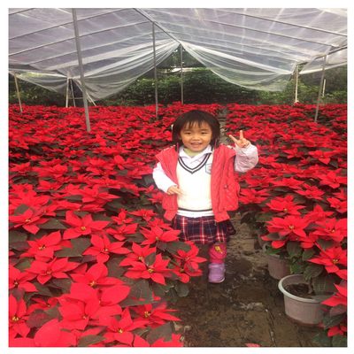 一品红年红喜庆半年花节圣诞花