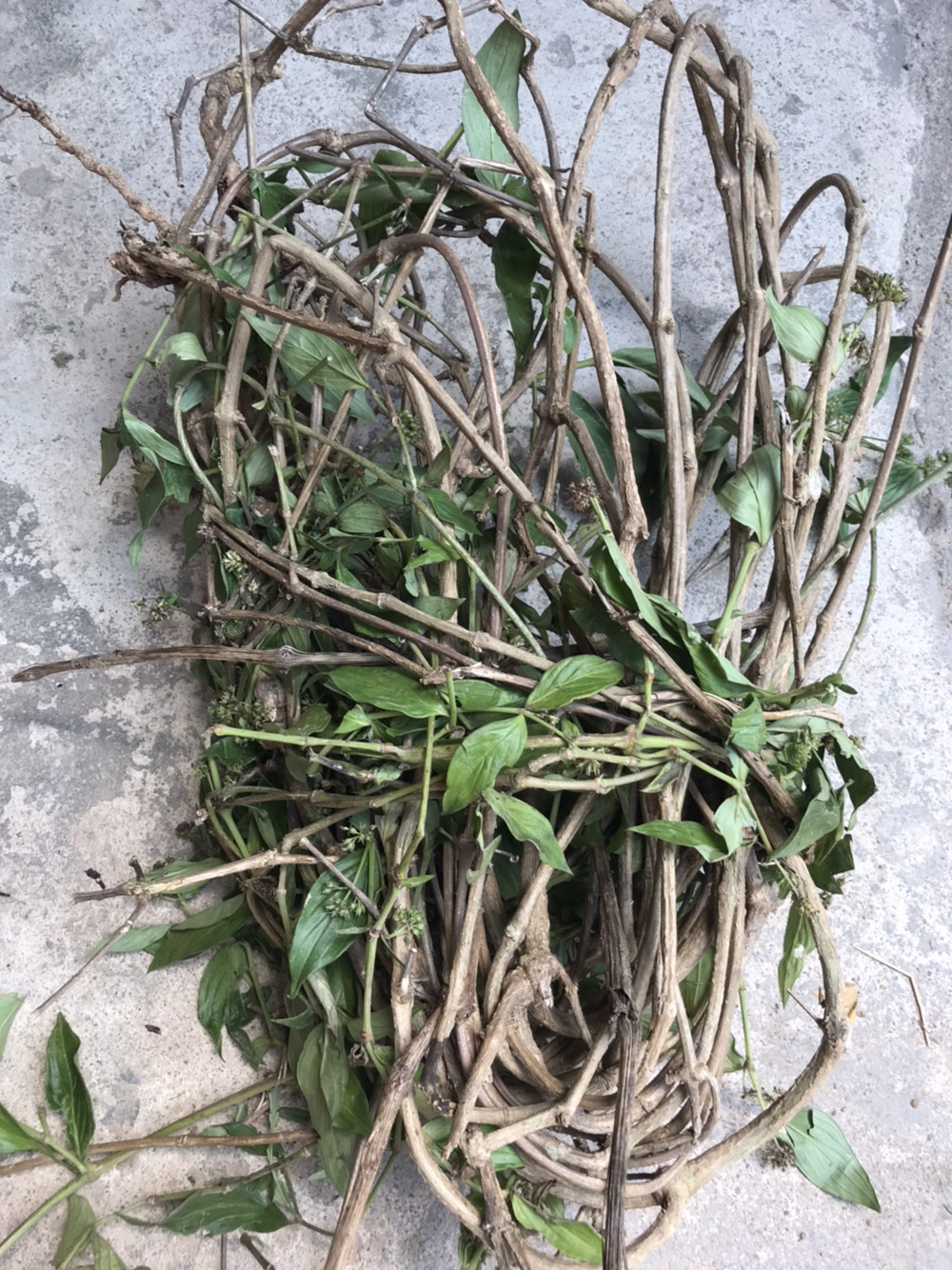 野生新鲜白花鸡屎藤 白花鸡矢藤白花鸡粪藤 现采