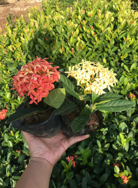 花苗龙船花院绿化带美观开花常绿