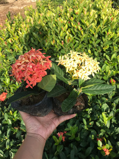 时花喜庆花龙船花红宝石龙船花盆栽龙船花苗有各种年花元宵花含盆