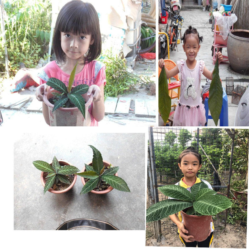 新鲜大叶紫金牛血枫山山猪走马胎