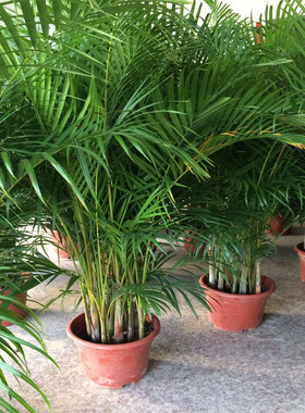1米盆栽椰树富贵散尾葵