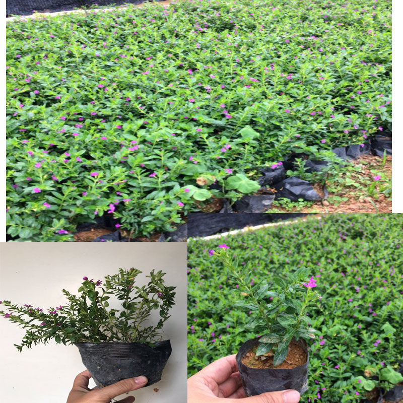 绿化苗树苗满天星满天红苗苗绿植植物阳台花卉带花繁星花新奇庭院