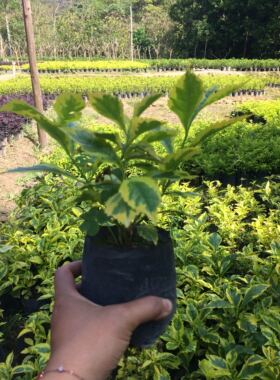 工程绿化苗公路绿色苗木金叶假连翘金边假连翘假莲翘庭院四季常绿