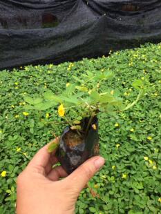 遍地黄金花生藤地被绿化苗袋苗软枝假地豆草山地豆草地豆草袋庭院