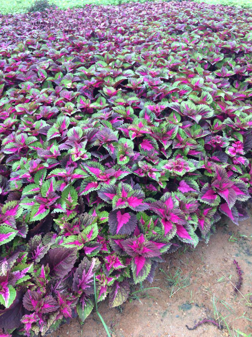 彩叶草粉心彩叶草紫红心彩叶草彩叶草苗清心草苗