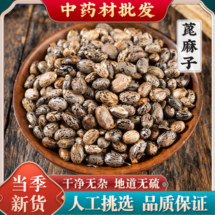 蓖麻子野生蓖麻子特级大麻子中药材蓖麻籽蓖麻仁蓖麻种子红麻子油