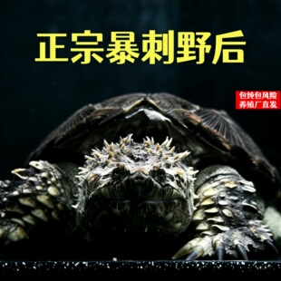 男生小宠物干净小宠物鳄龟爆刺佛鳄龟幼苗杂佛正宗纯佛宠物龟凶猛