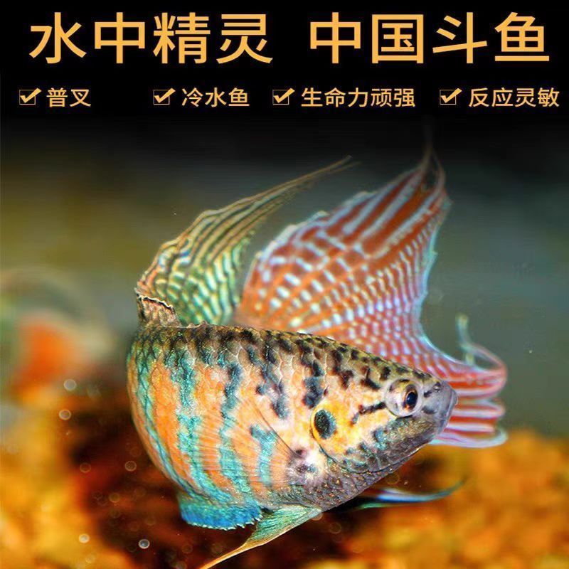 中国斗鱼活体冷水观赏鱼鱼苗不打氧小型淡水好养耐活无纹蓝活鱼