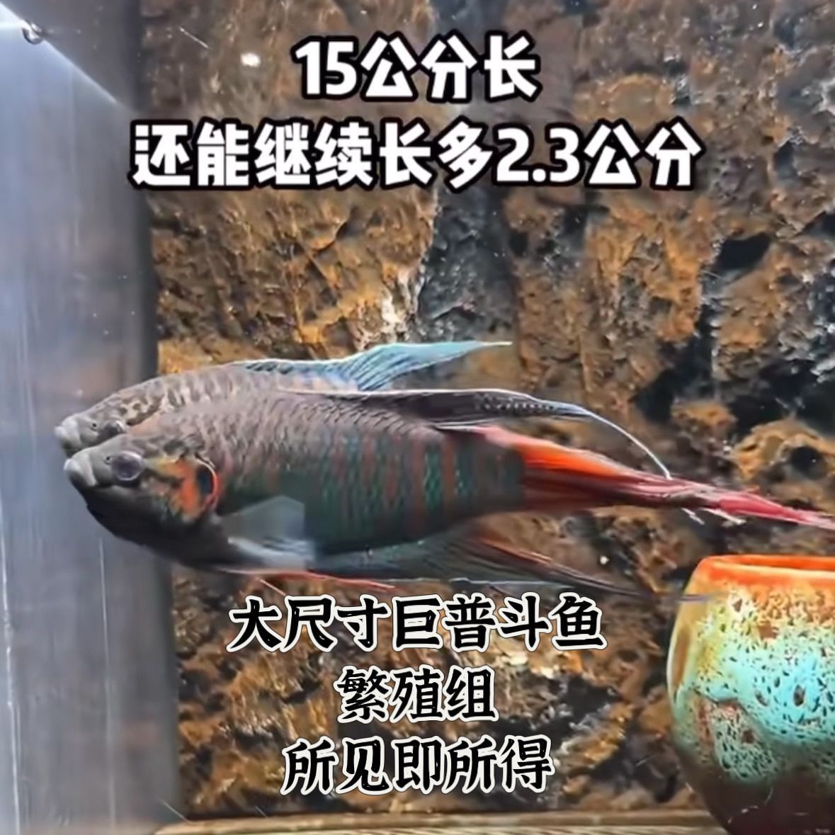 中国斗鱼鱼王活体活鱼冷水淡水观赏鱼好养小型菩萨鱼巨普鱼王