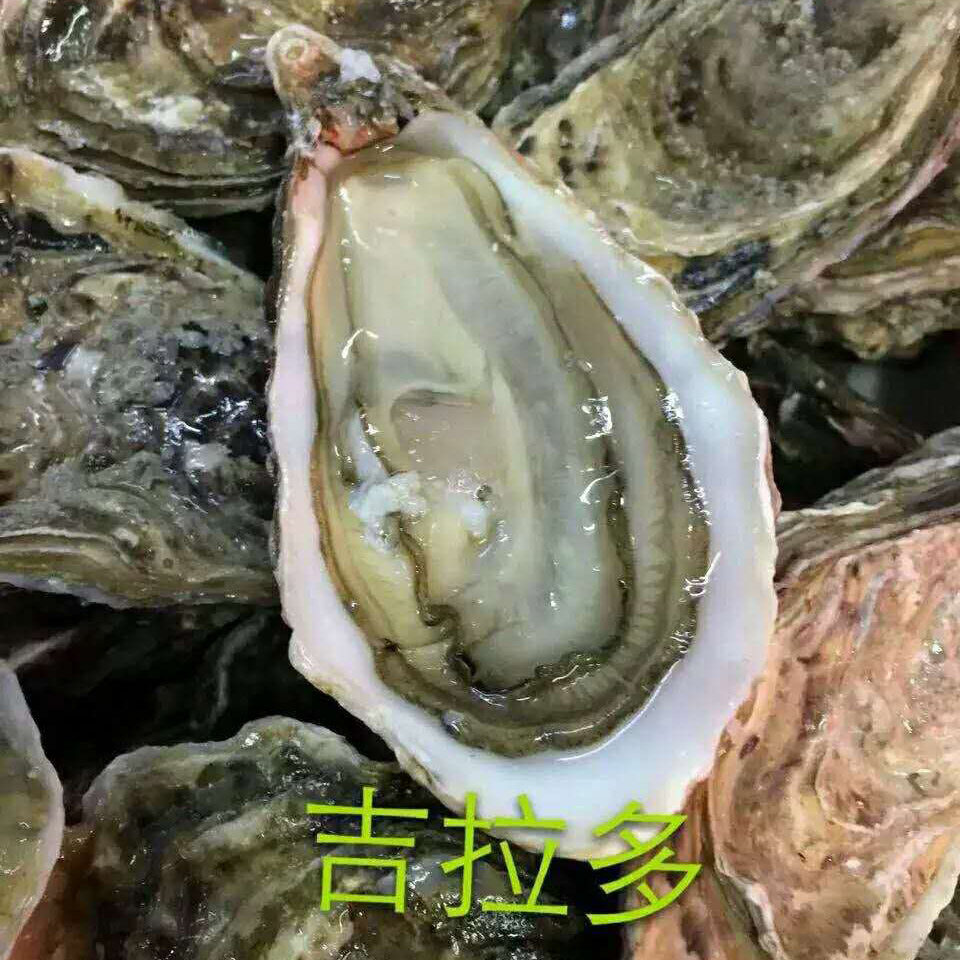 法国吉拉多生蚝 n0n1n2原装木箱进口吉娜朵刺身即食牡蛎 12只装
