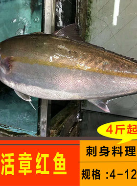 鲜活章红鱼新鲜刺身即食寿司料理