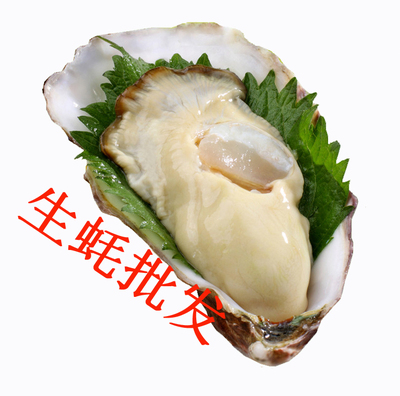 鲜活带壳生蚝湛江新鲜牡蛎海蛎子