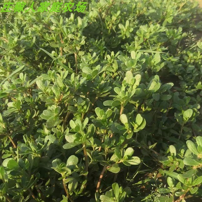 庄稼人天然野菜新鲜苋菜