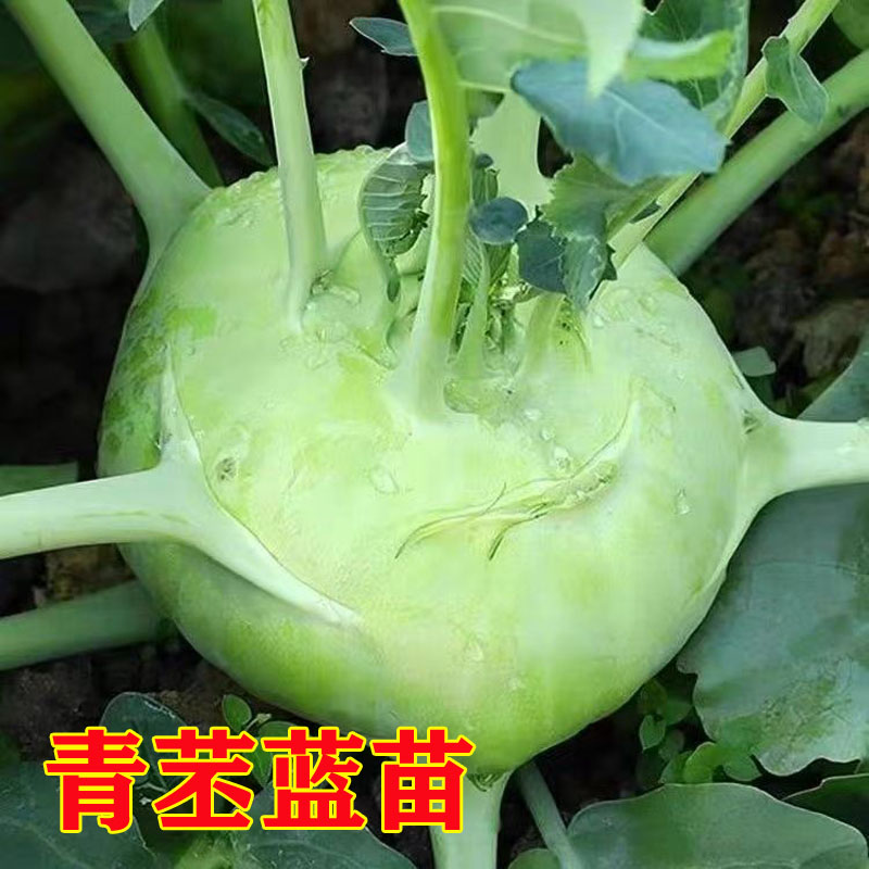青苤蓝苗甘蓝春秋水果绿苤蓝球茎盆栽庭院种植高产大头菜蔬菜种子