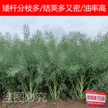 杂交高产油菜种子出油多矮杆耐寒抗倒早熟油菜花种子榨油原料菜籽