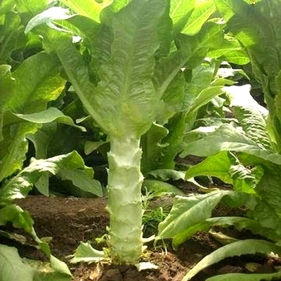 阳台盆栽蔬菜籽庭院莴笋种子