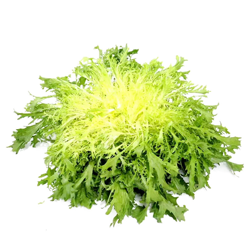 蔬菜盆栽冬季苦苣种子
