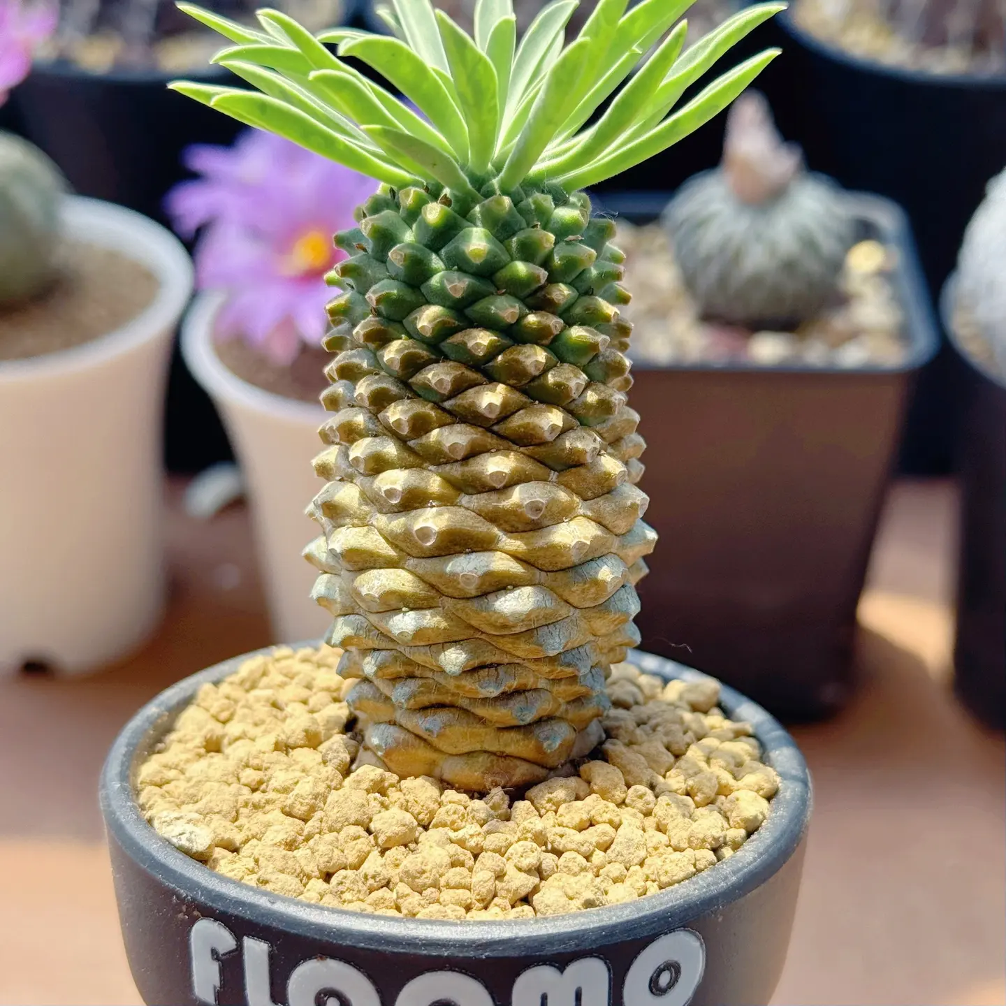 铁甲麒麟 可爱菠萝树 带盆发货 多肉植物 块根小菠萝绿植盆栽