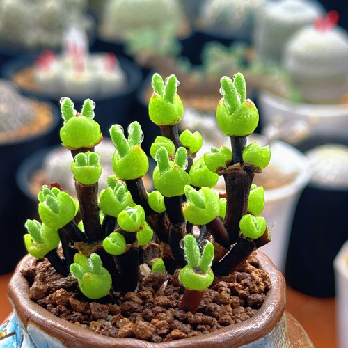 短耳枝干小兔子 萌萌超可爱 30～40头 带盆土种好发实拍多肉植物