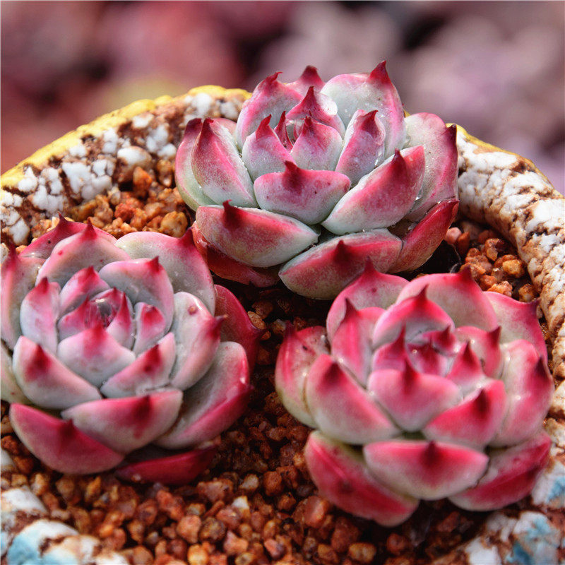 【水蜜桃】精致可爱呆萌送女朋友小肉肉水蜜桃红爪多肉植物小盆栽