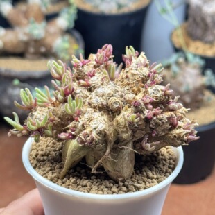 天赐 块根多肉植物 叶子紫色亮晶晶春季开花黄色花 好养活美好