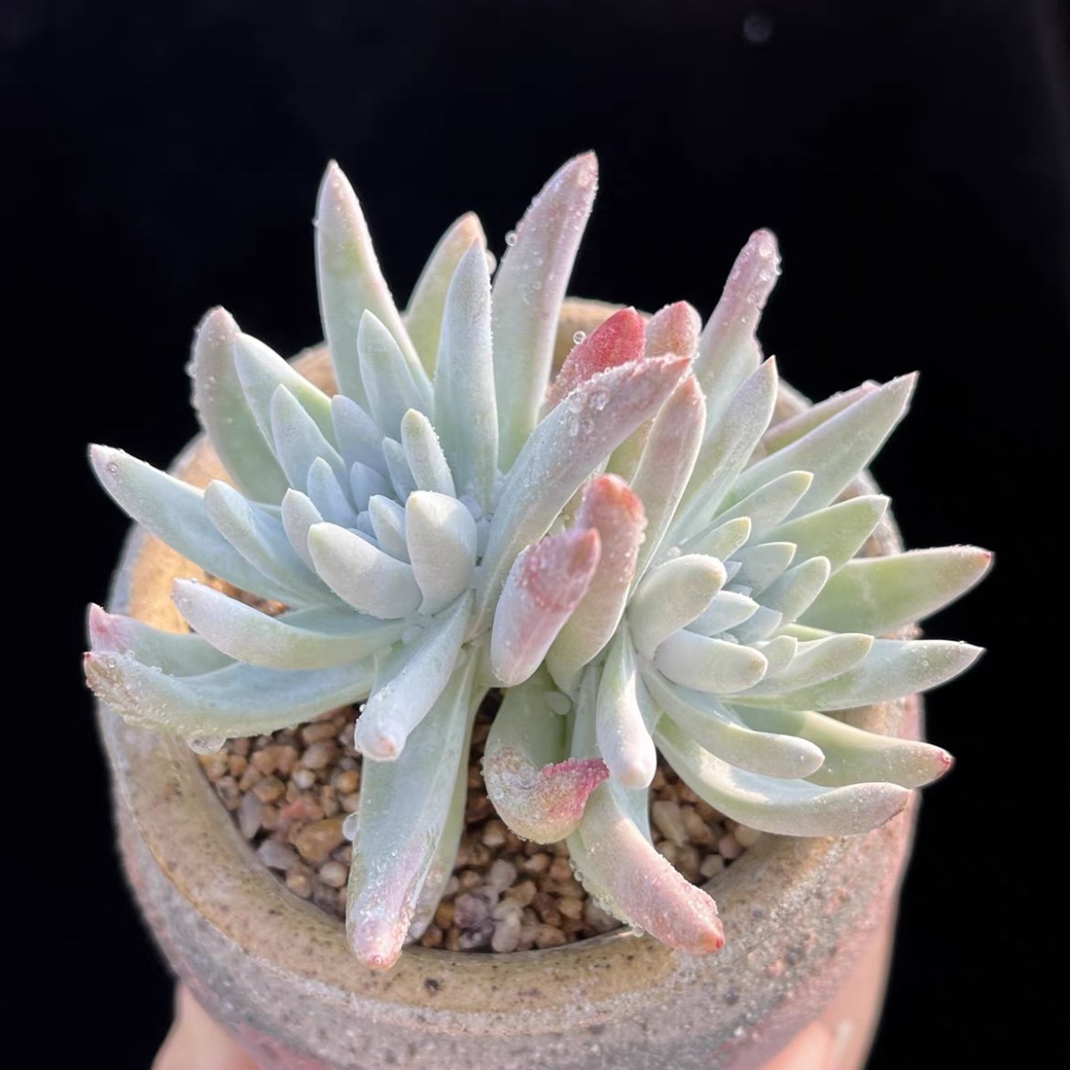 丸叶白菊仙女杯多肉植物新手适合美好礼物精致萌肉肉阳台花卉