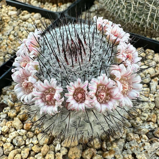 实生直刺佩蕾 曲刺佩雷 春季开花 乳突仙人多肉植物阳台可爱好养