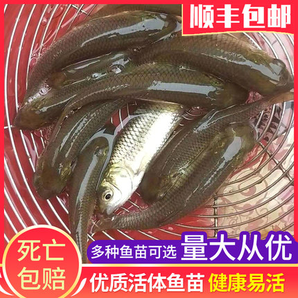 苗场直销优质草鱼苗皖鱼苗四大家鱼淡水活体运输养殖顺丰包邮包活