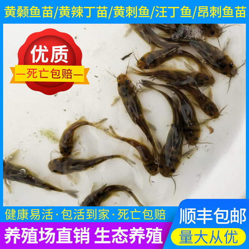 黄辣丁鱼苗顺丰包活淡水