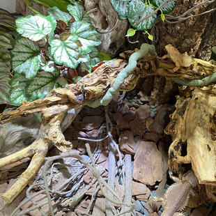 寄居蟹攀爬架石榴木枝条天然攀爬木箱造景枯木鬃狮蜥爬宠箱造景