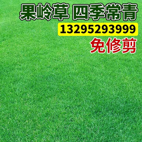 Семена причинно -следственной травы четыре сезона вечнозеленые, обрезки корней зубов собак, кузнечики, кузнечика, трава, холодная трава, ржаная трава семена 孑