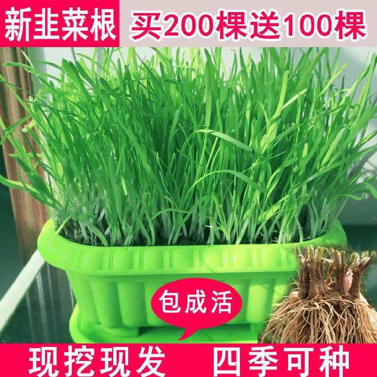 韭菜苗韭菜根根苗小盆栽红根紫根大叶宽叶细叶