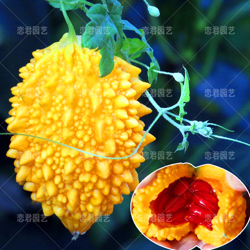 水果小癞瓜种子金铃子赖葡萄种子四季阳台种菜 盆栽蔬菜种子爬藤