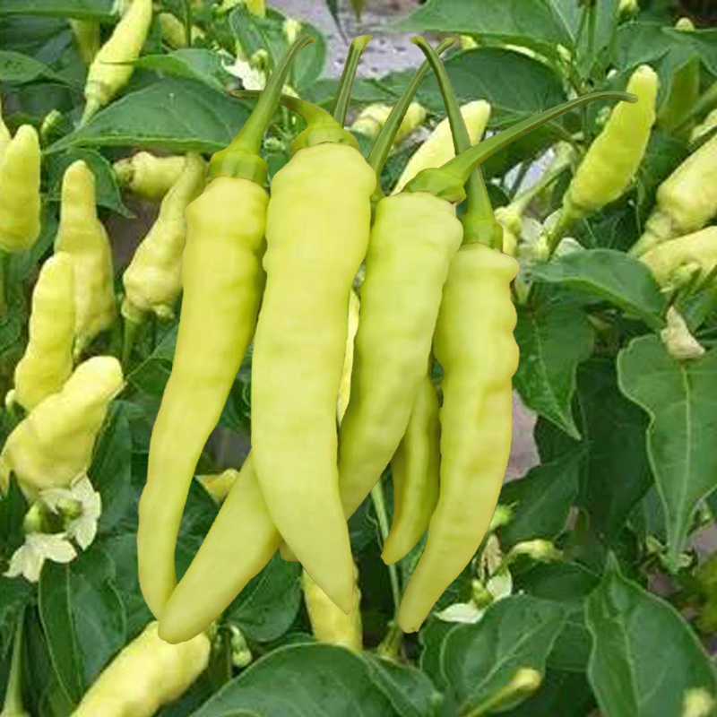 小米椒种籽 四季高产辣椒籽种泡椒阳台春秋蔬菜种子小米辣籽种