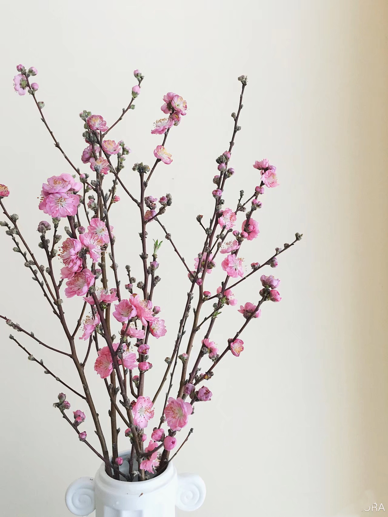 时令木本花材枝条粉桃花切枝招财花期持久长绿叶江浙沪皖2扎包邮