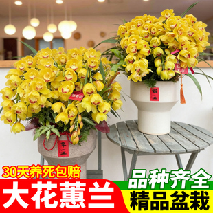 黄金岁月大花蕙兰盆栽带花苞花剑室内冬季观花好养植物年宵花盆栽