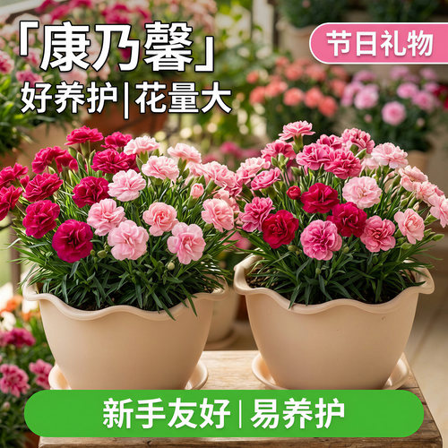 康乃馨盆栽带花苞室内阳台庭院四季好养开花植物石竹大花苗鲜切花