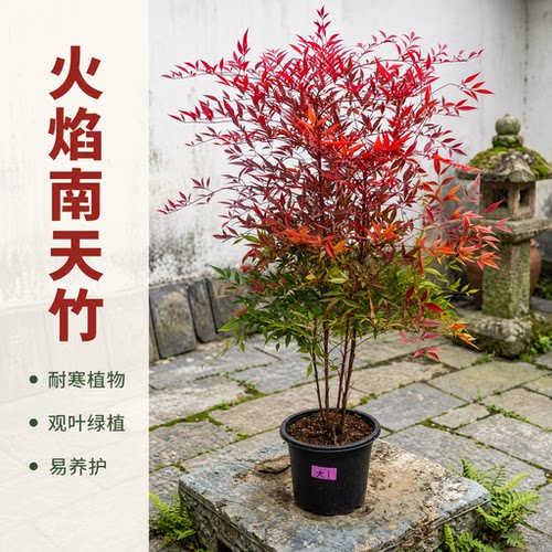 火焰南天竹盆栽客厅庭院红叶老桩落地绿植四季常青耐寒好养竹子