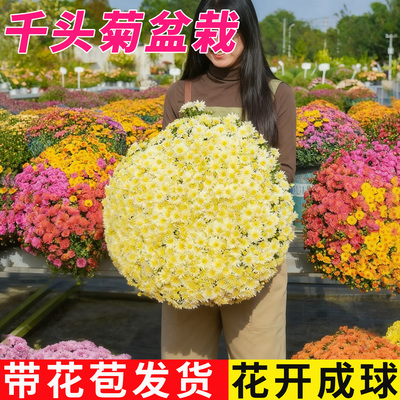 菊花盆栽带花苞球菊千头菊易爆花