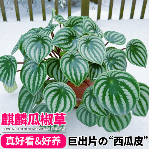 西瓜皮椒叶草盆栽ins北欧绿植桌面小植物室内耐阴观叶植物麒麟瓜