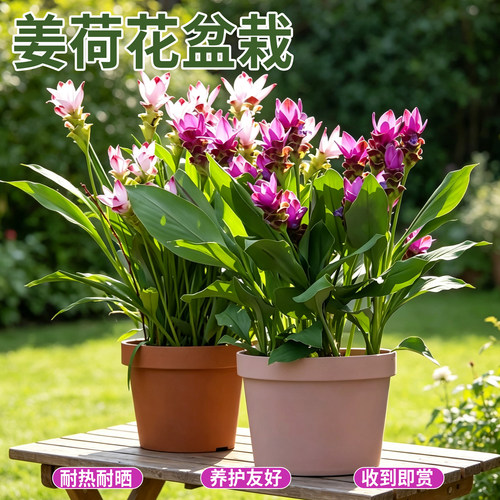 姜荷花盆栽带花苞阳台庭院耐热耐晒开花植物多年生球根花卉