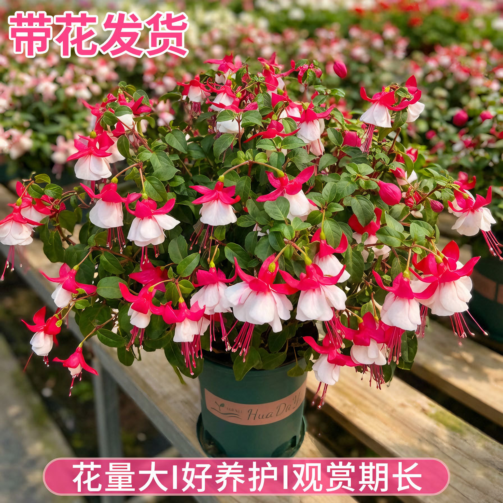 倒挂金钟盆栽灯笼花老桩大苗重瓣大花型室内阳台四季好养开花植物