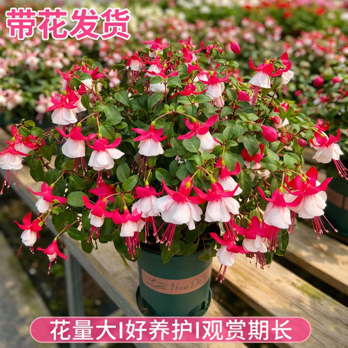 倒挂金钟盆栽灯笼花老桩大苗重瓣大花型室内阳台四季好养开花植物