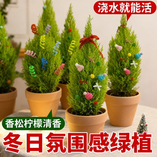 小香松圣诞树盆栽室内客厅办公室桌面绿植放青松趣味摆件净化空气