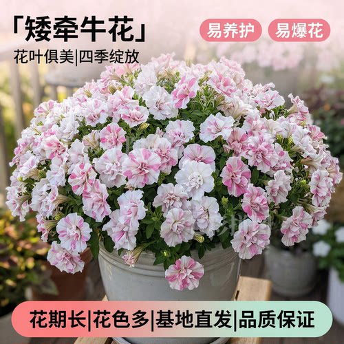 重瓣矮牵牛庭院爆花花卉伊丽莎白