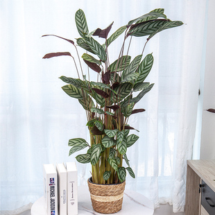 新飞羽竹芋盆栽植物室内花叶网红绿植青苹果竹芋桌面盆栽净化空气