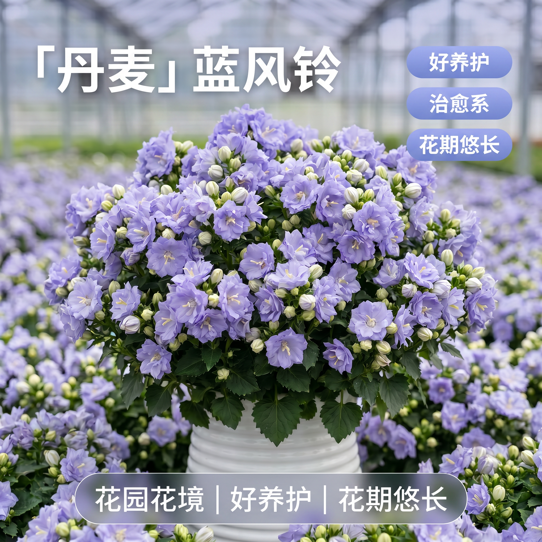 重瓣丹麦蓝紫风铃花草梦露盆栽带花苞阳台庭院四季好养活开花植物