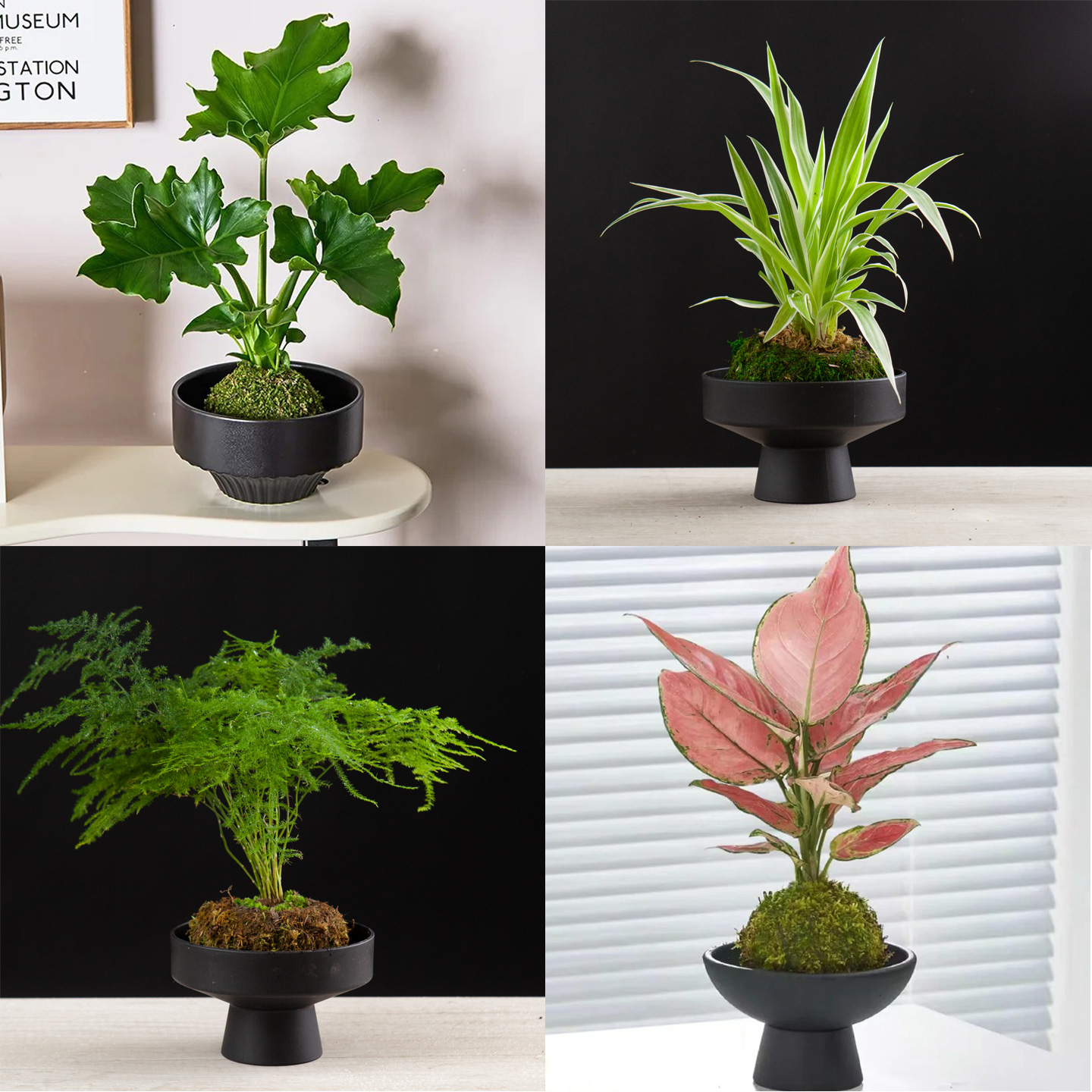 苔藓球小盆栽桌面趣味观叶绿植
