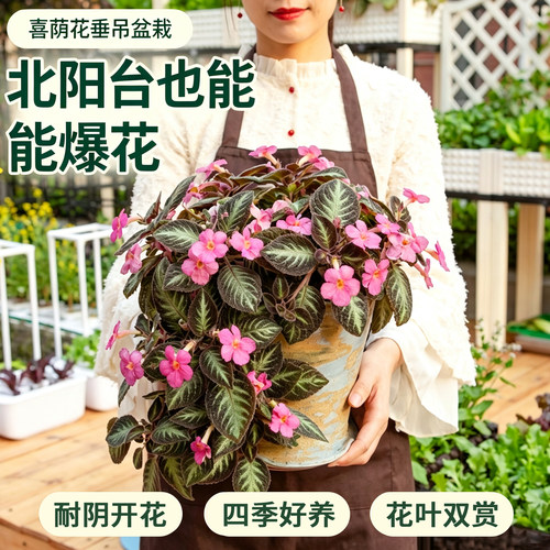 喜荫花盆栽室内耐阴垂吊开花植物四季好养办公室桌面观叶绿植盆栽